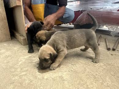 Great Dane Local Breed For Sale