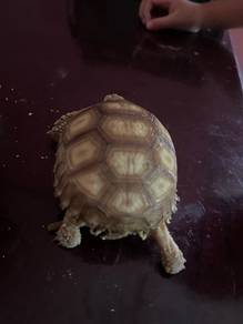 Sulcata Tortoise