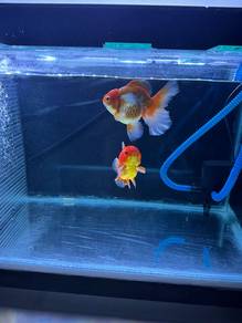 oranda goldfish