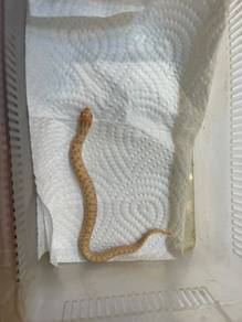 western hognose
