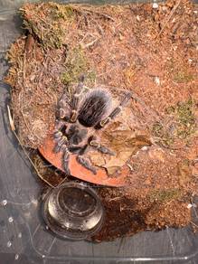 grammostola pulchripes
