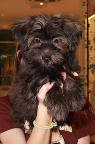 J0684 Silkese soft silky coat teddy puppy