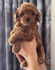 red toy poodle 