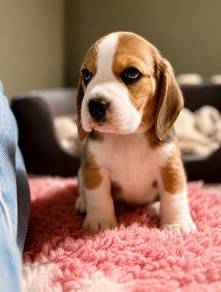 Adorable & playful Beagle puppy available!