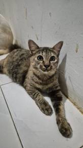 Free For Adoption- Meet Foggy 🧡