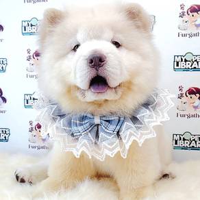 Chow Chow