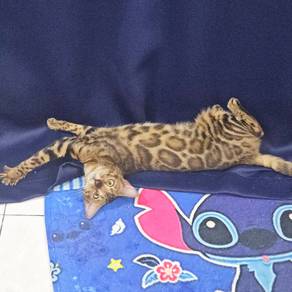 Brown Bengal Pure Breed