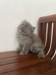 Persian 