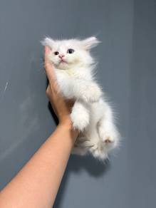 kitten for adoption