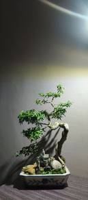 pokok bonsai