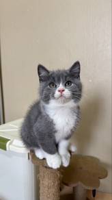 Bsh Kitten