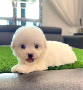 Toy Poodle