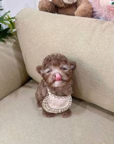 POODLE PUPPIES s146🌻 Male - Silverbeige color