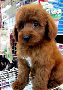 TRR1688 Tiny Poodle brown super thick haired