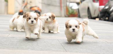 Shih Tzu