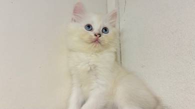 Baby kitten white BSH × Persian Mix Longhair