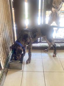 Great Dane Grey Pure Puppy For Sale (Male)