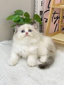Ragdoll Female