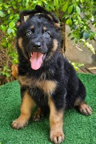 GERMAN SHEPHERD PUPPIES F114 🐻Rehome Male/Female