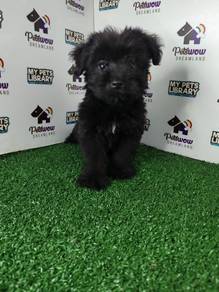 Black poodle