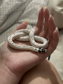 High white california king snake