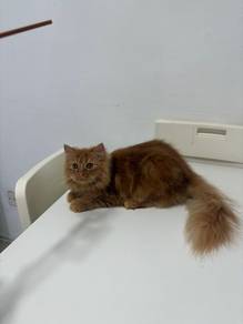 Persian