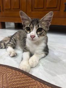Kucing utk rehome