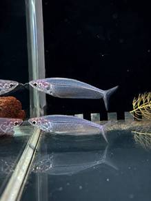 Glass Thailand Catfish