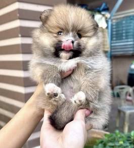 POMERANIAN PUPPIES P122 available cute cute