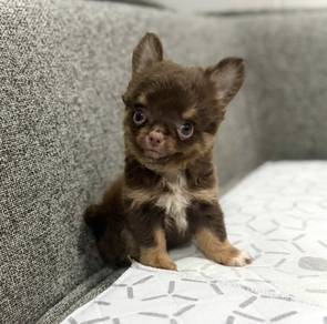 CHIHUAHUA PUPPIES 182🌷Head Apple Cute Dog
