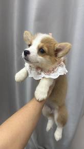 柯基女
Corgi
Female
F-1
Dob : 10-05-26