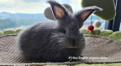 Pure English Angora rabbit new born for sale