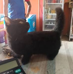 Munchkin Shorthair