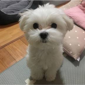 Beloved Maltese Cute Little White Puppy Puppy
