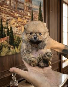 Mini Pomeranian puppy
