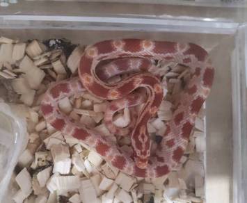 Corn Snake