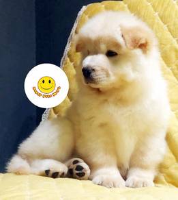 AARF-5000 chow chow puppies double coated