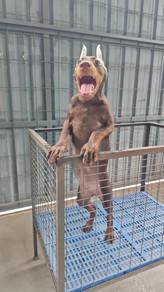 Red & Rust USA line Doberman female 1307C