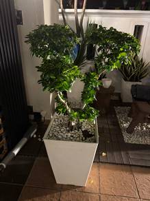 Pokok bonsai utk dijual