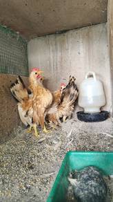 Serama remaja untuk di jual