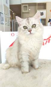 British Long Hair BLH Silver Shade Female