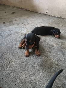 Dachshund Dog 
