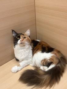 Calico Mainecoon Cat for sale