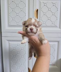 Long Coat Chiwawa