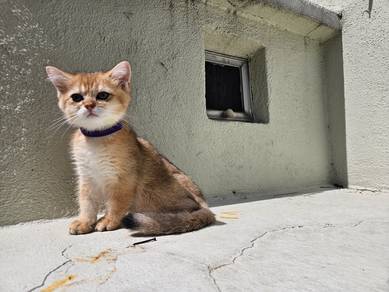 Male BSH Kitten (baka import)