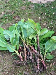 Anak Pisang Mas