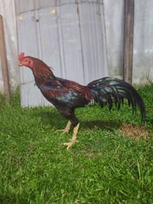 Ayam sabung