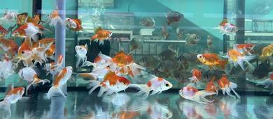 goldfish fish