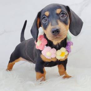 Dachshund