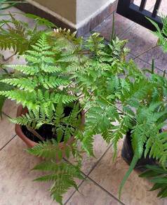 Ferns